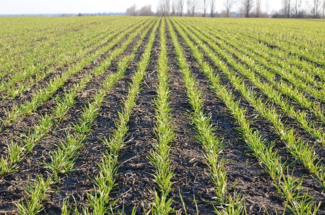 Seeding Season Insights

Market fundamentals, currency fluctuations, and government regulations are all dominating markets, having major impacts on commodity and share markets globally. Read more here: bit.ly/SeedingSeasonI…