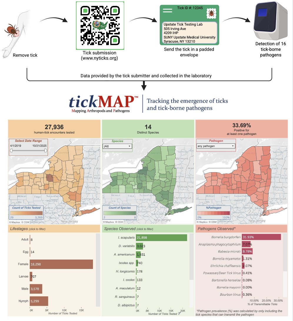 Thangamani Lab, SUNY Upstate ☣️🧬🦟🐁🦠 (@thangamani_lab) on Twitter photo We are excited to reintroduce tickMAP (tickmap.org)
Built from <a href="/NY_Ticks/">Upstate Tick Testing Laboratory</a> data, tickMAP visualizes tick and pathogen activity across NY State.
An essential tool for public health, surveillance, and research.
🔎 Best viewed on a computer monitor. We are excited to reintroduce tickMAP (tickmap.org)
Built from <a href="/NY_Ticks/">Upstate Tick Testing Laboratory</a> data, tickMAP visualizes tick and pathogen activity across NY State.
An essential tool for public health, surveillance, and research.
🔎 Best viewed on a computer monitor.