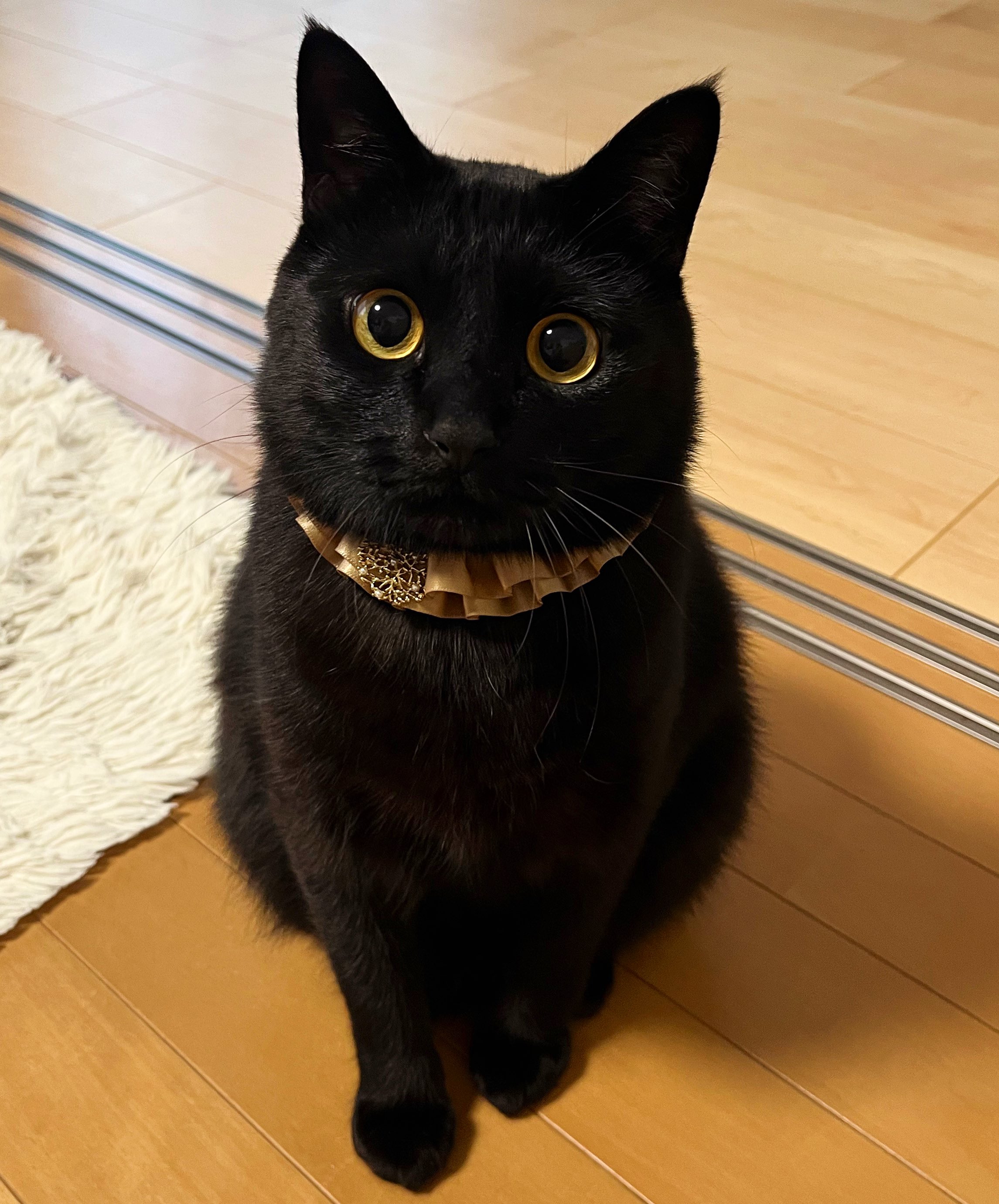 mofusand 黒仔猫にゃんBIGぬいぐるみ | 商品紹介 | 株式会社