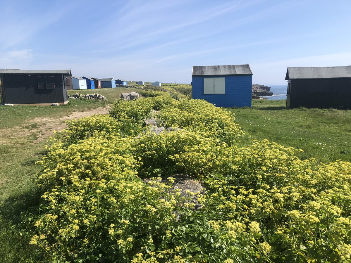 Alexanders, Portland, Dorset. It’s where most of the pollination action is taking place in many parts of the UK at the moment. Pernicious or a welcome invasive?