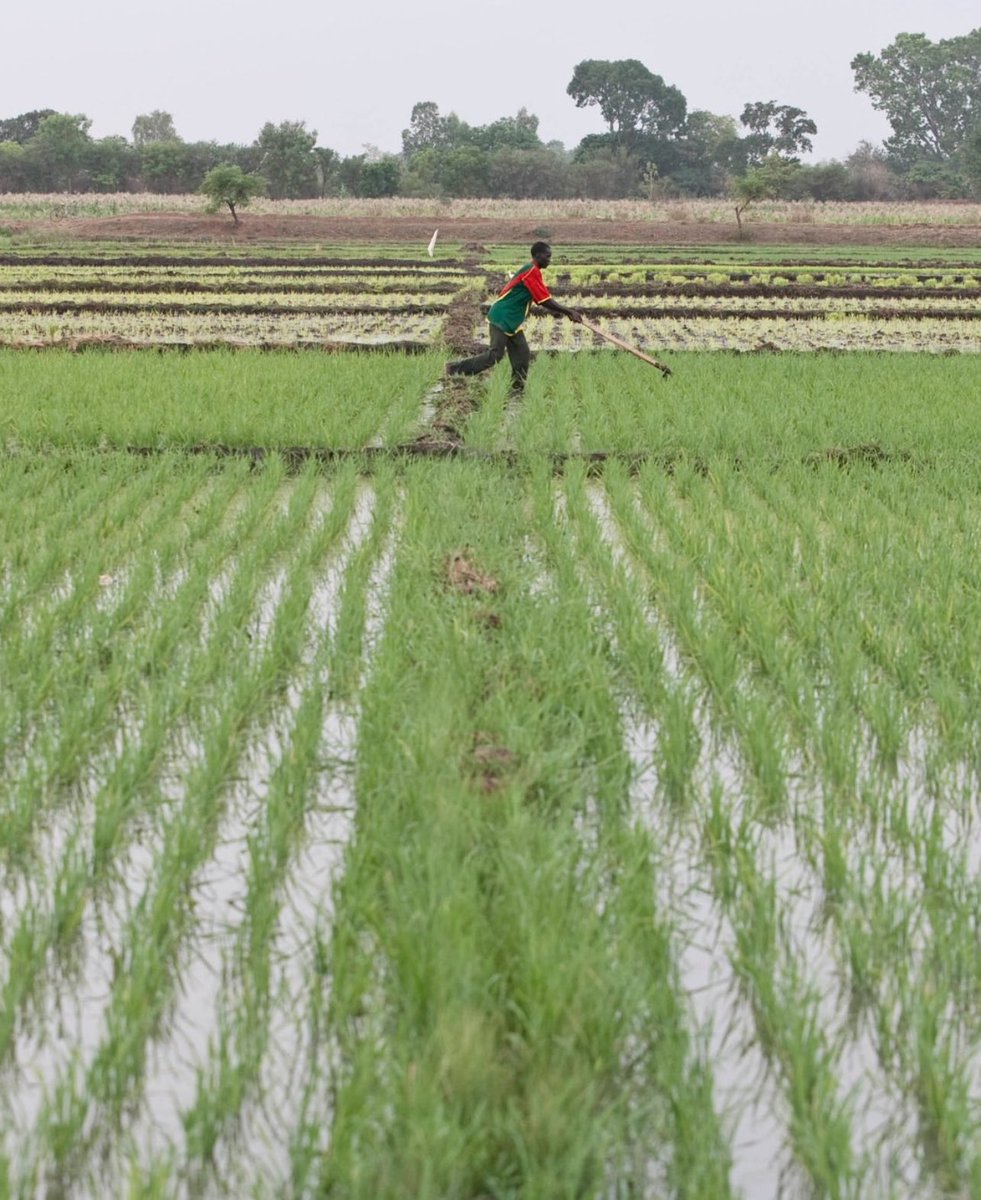 Esth_wave's tweet photo. #QuizTime Do you know what staple food this is?🤔
Share your answer in the comments 🤭
#rice #FarmToTable #agricultureandfarming #ricefarmers #JomiChallenge #agribusiness #AgricultureBusiness #RiceForSale #riceexporter #NIGERIAFARMING #ricefarm #ModernFarming #foodsecurity #Food https://t.co/8wzjECAzWt