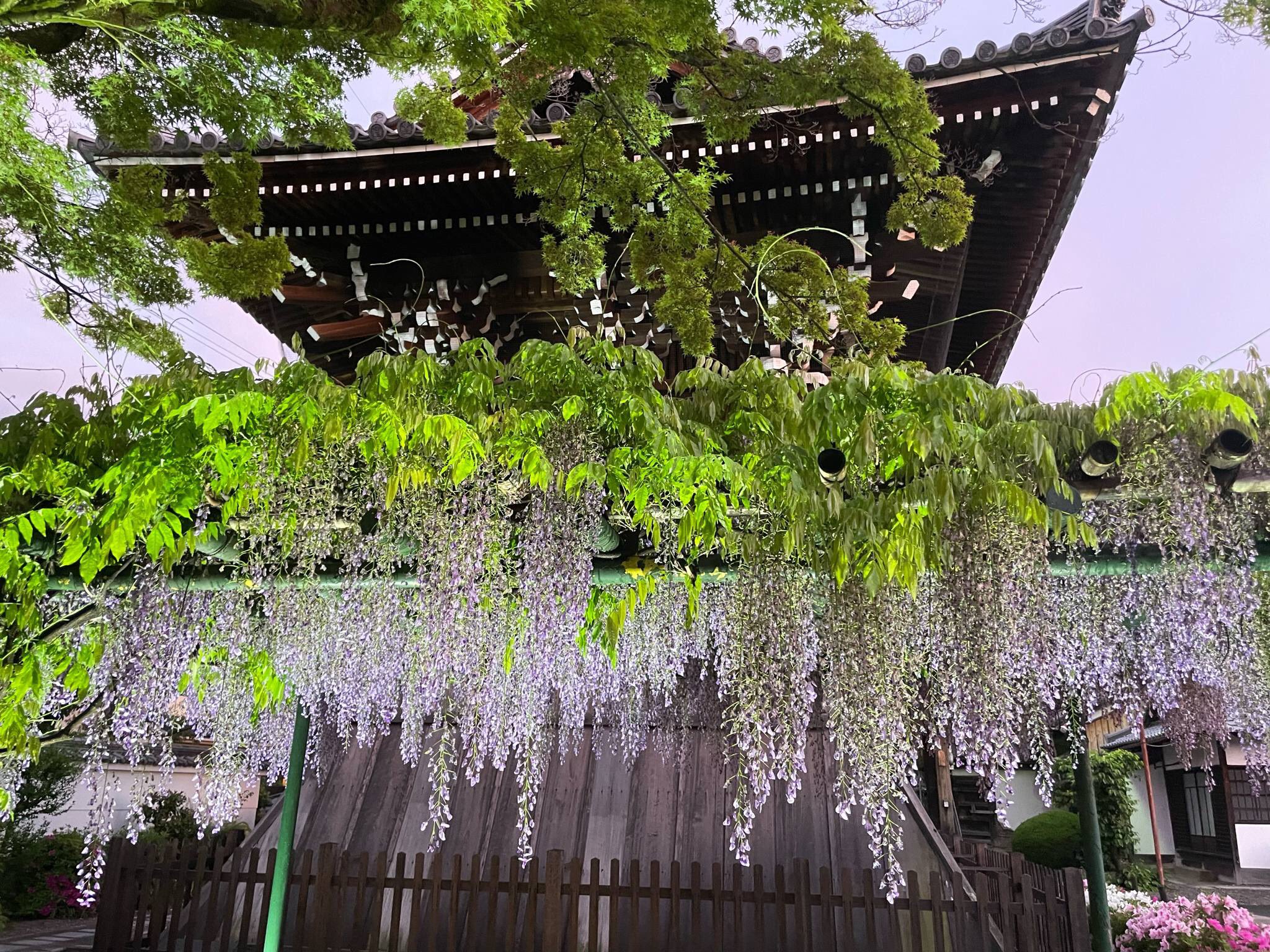 大本山 妙蓮寺 on X: 大本山 妙蓮寺 on X: