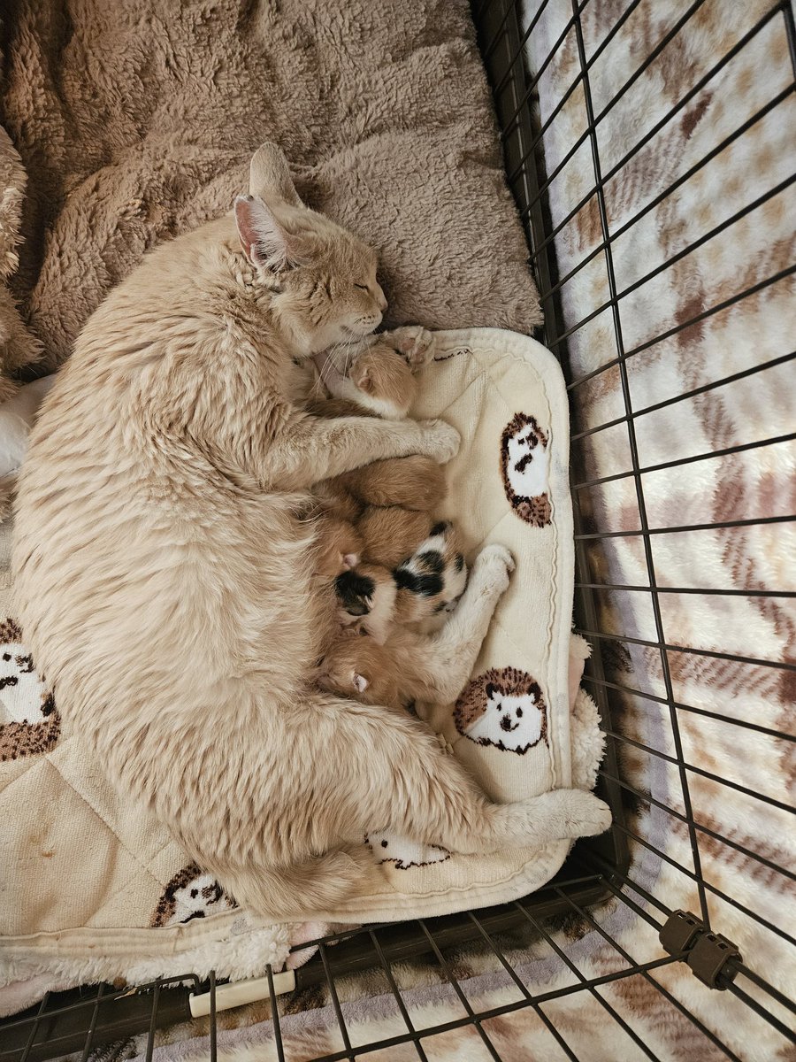 P5Ylle6okT1636's tweet photo. よその猫が産んだ子を受け入れてくれたお母さん猫 https://t.co/blVLfOtAn5