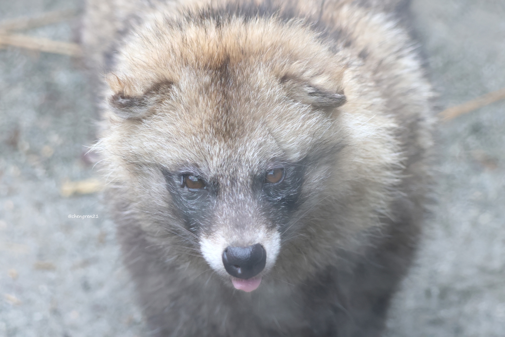 Cheng-Ren🦊🐺 on X: Cheng-Ren🦊🐺 on X: