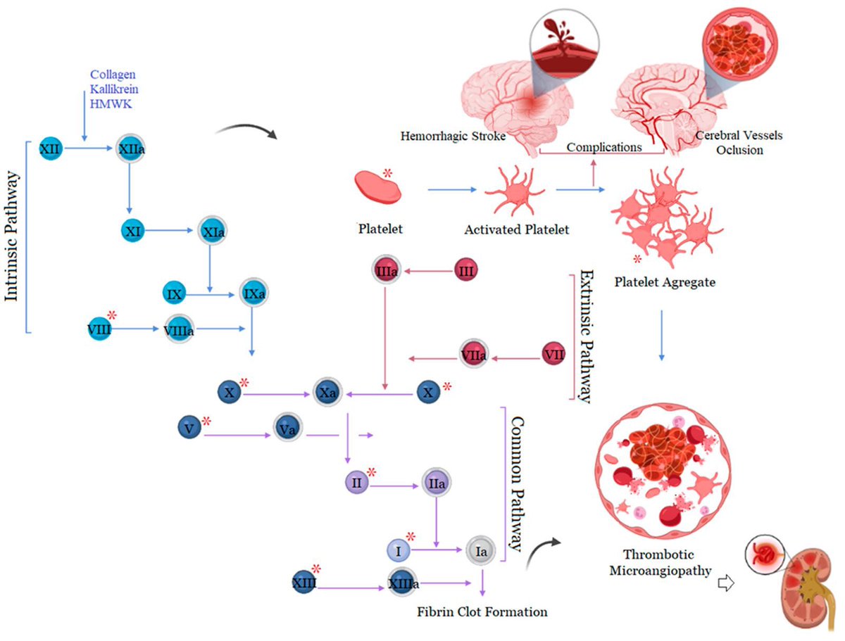 Marcos A. P. Borges, MD 🇧🇷 tweet media