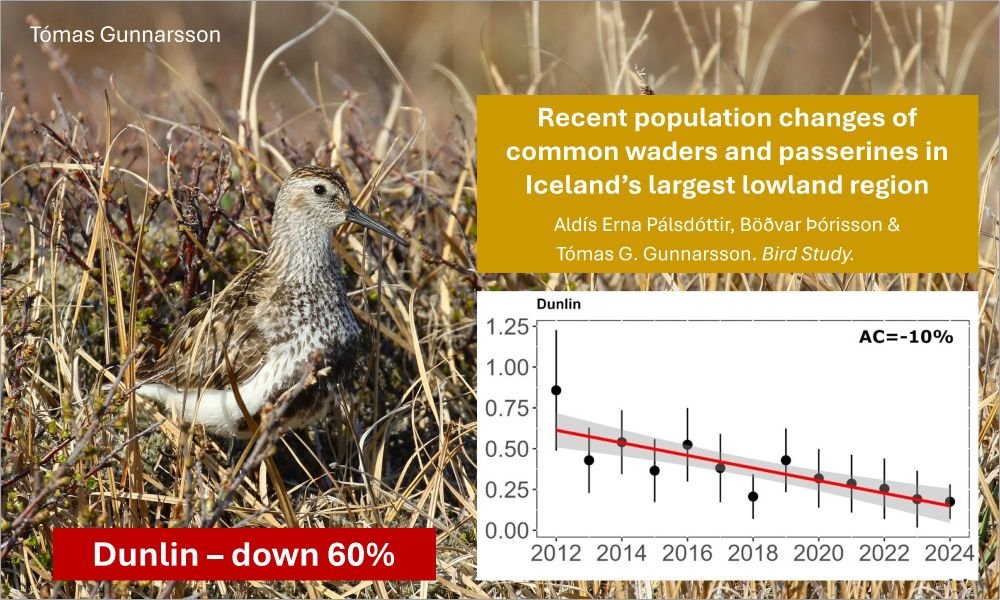 Shocking comment from  Tómas Gunnarsson just now:
"In my transect counts in South Iceland in 1999, Dunlin was the most commonly encountered wader". 
Numbers had already dropped by 2013 and dropped a further 60% by 2024. 
More here
wadertales.wordpress.com/2025/02/20/ice…
#ornithology
