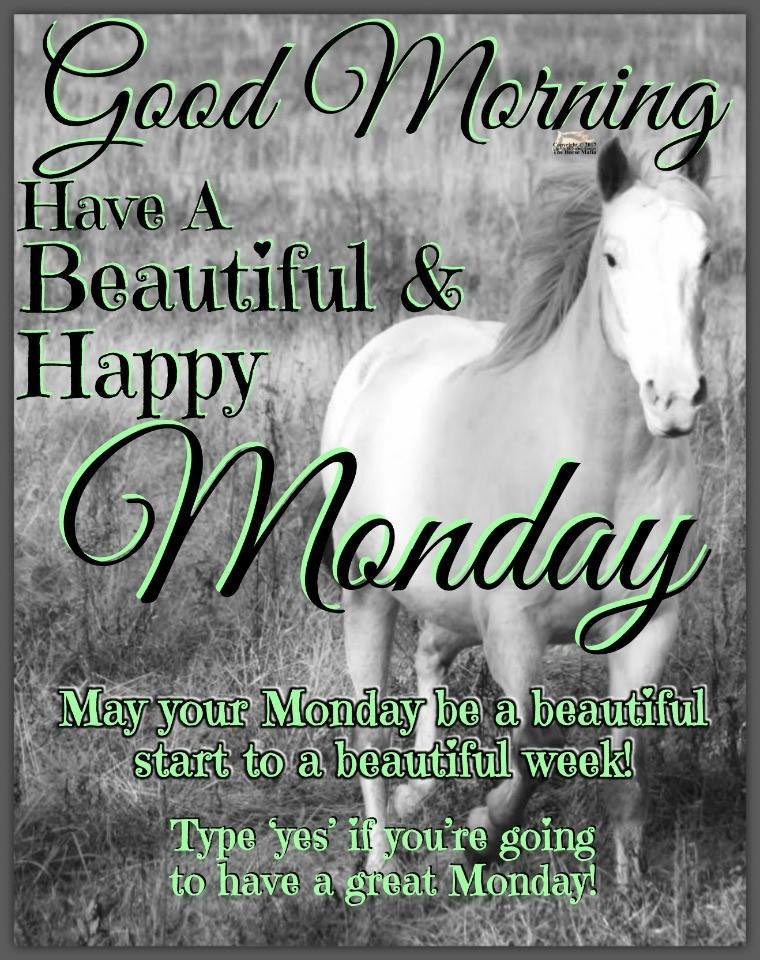 horse (@horseimage) on Twitter photo 