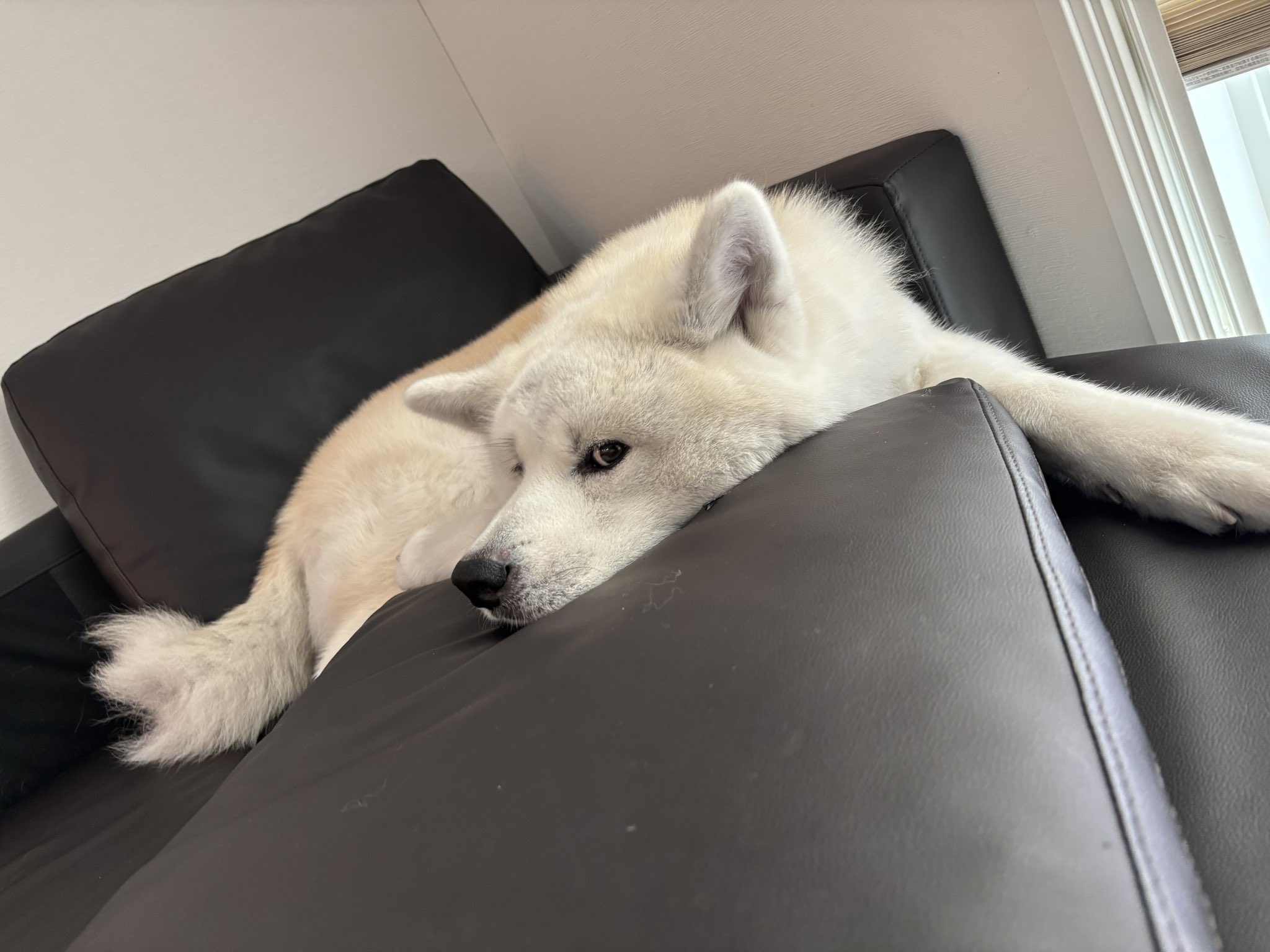 凛太郎🐕もふもふ秋田犬 on X: 凛太郎🐕もふもふ秋田犬 on X: