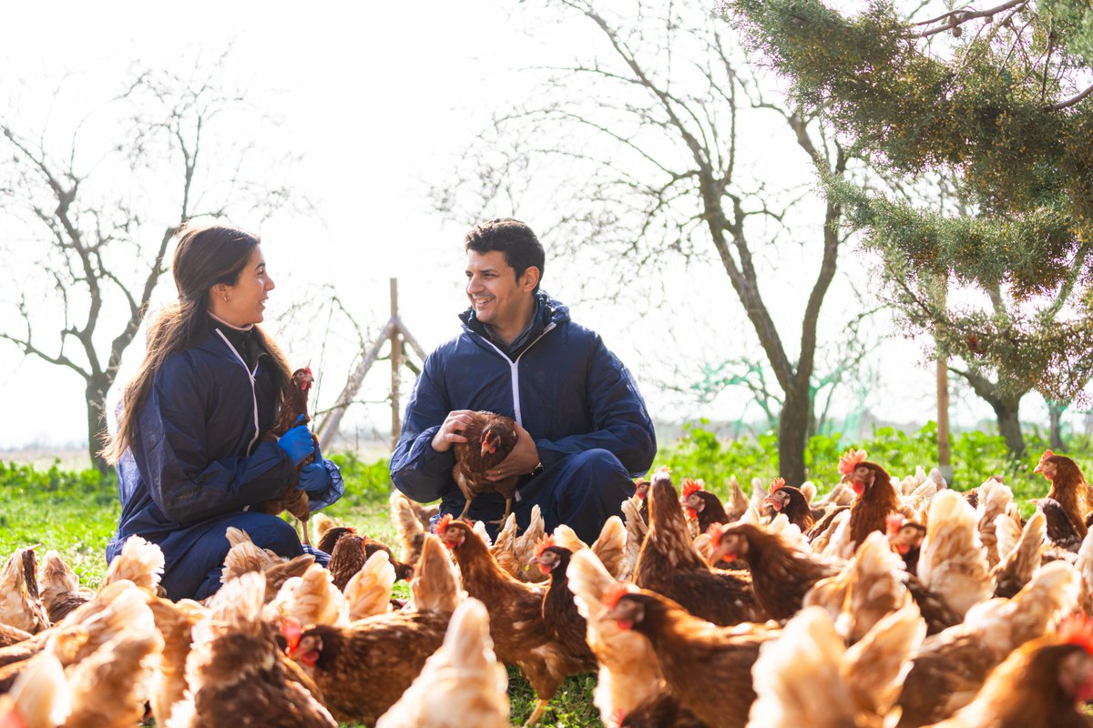 Por el día #DíaMundialDelVeterinario queremos destacar la importantísima labor de los veterinarios en la producción de #huevos ⬇️⬇️