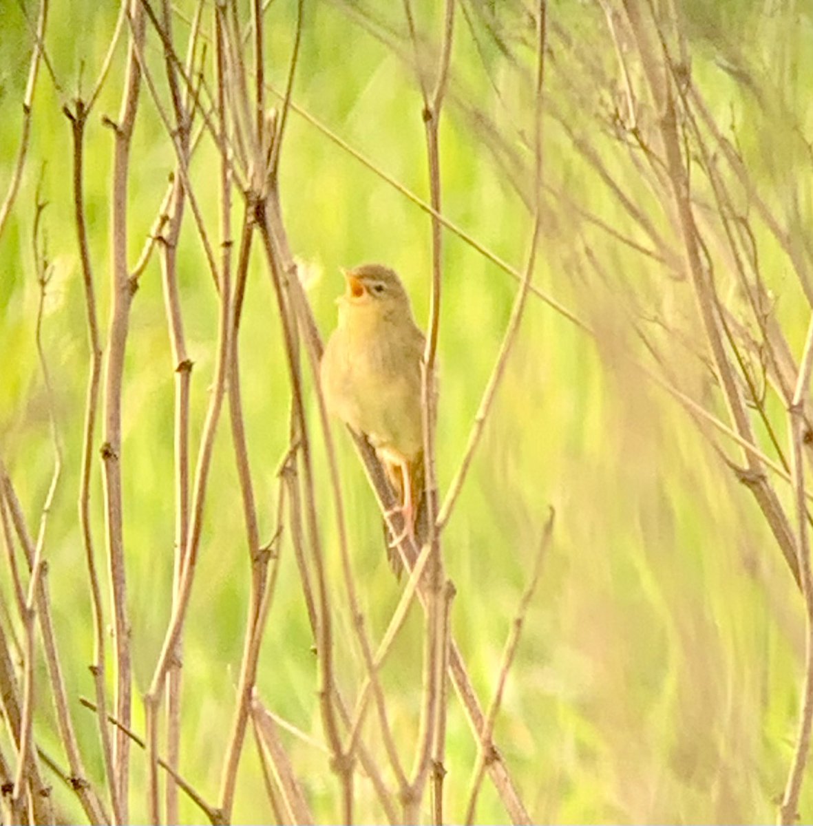 At Wheldrake Ings drake Garganey again briefly early morning, reeling Gropper showing well behind Swantail and 2 Hobby <a href="/YorkBirding/">York Birding</a>