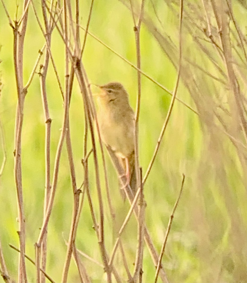 EborBirder's tweet photo. At Wheldrake Ings drake Garganey again briefly early morning, reeling Gropper showing well behind Swantail and 2 Hobby @YorkBirding https://t.co/FTGIhqW2NF