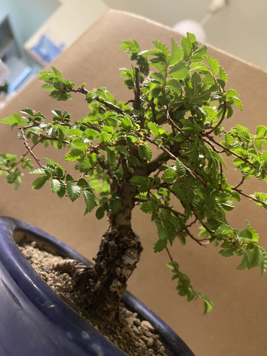 楡欅を買ってきましたー
盆栽は初挑戦だけど小さい盆栽って凄く可愛いいいいい

そして剪定のやり方を調べてるけど難しい笑
#盆栽 #楡欅