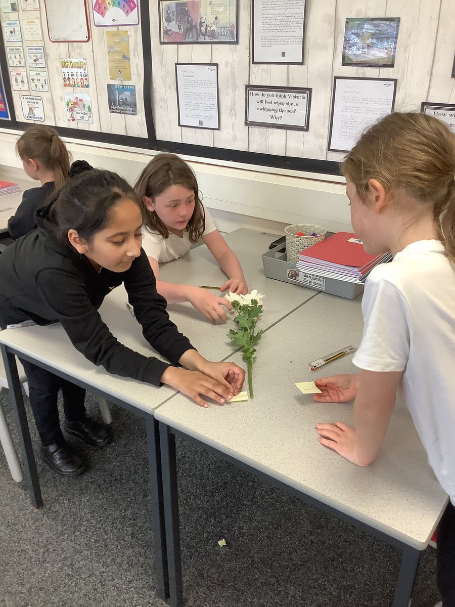 ReinwoodJuniors's tweet photo. 3R are learning about the different parts of a plant and their functions. #RJS3R #RJSScience https://t.co/ZN5UwFhFCo