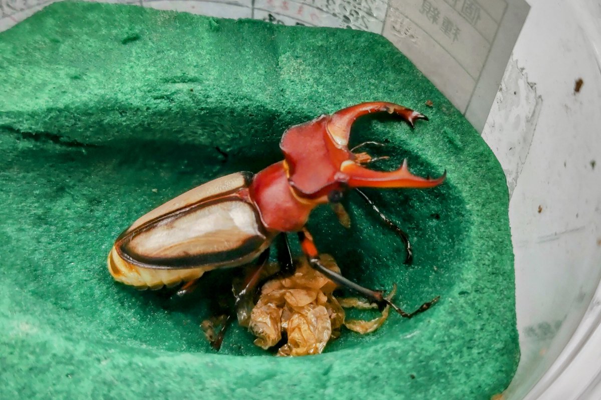 こんばんわ

小さいズですが、ラエトゥスミヤマ♂️二年一化が羽化😁ペア揃ったのでホッとしています。残りの幼虫は来年まで待ちそうです💦