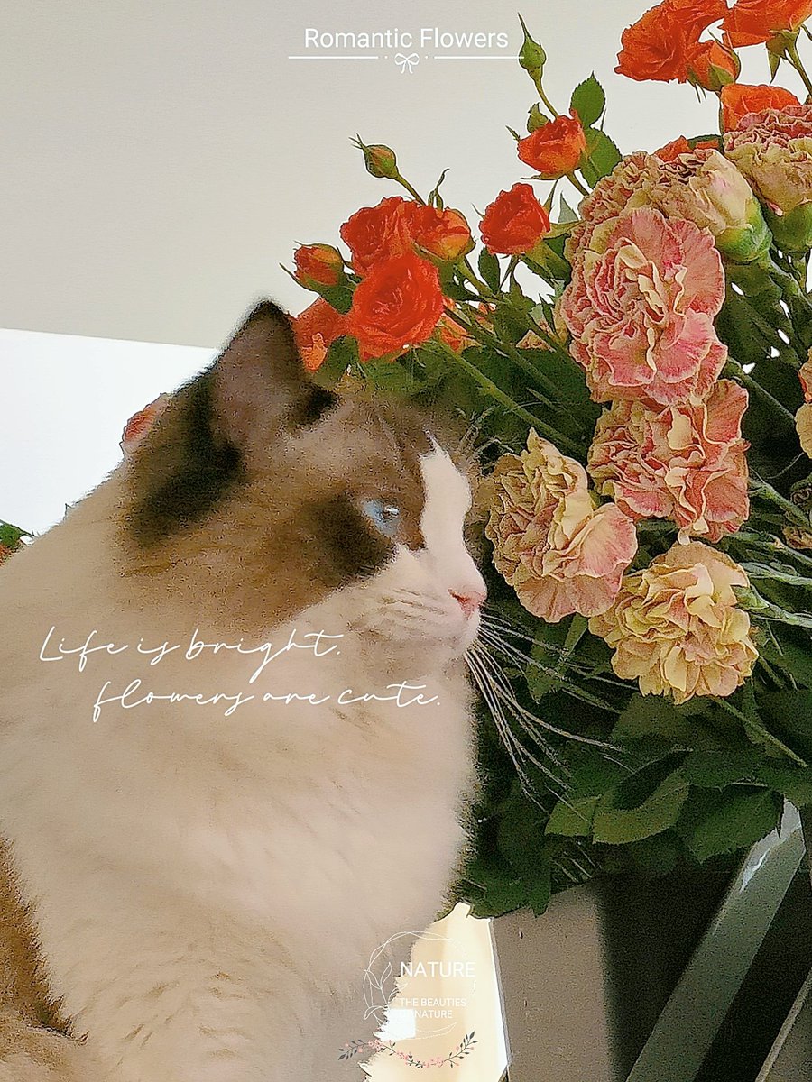 cxy_np55260's tweet image. 