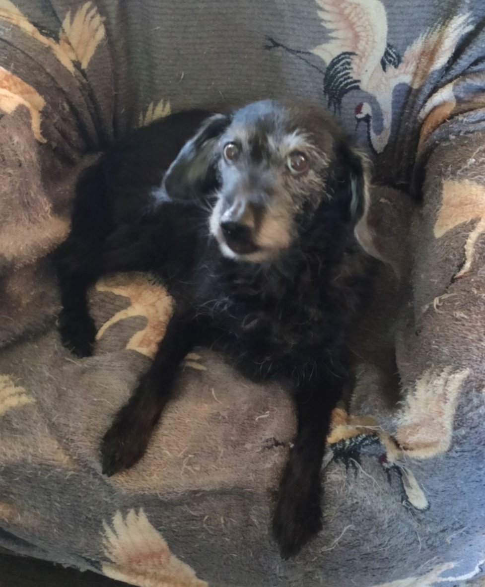 У Фенечки новая проблема-писается во сне. И пугаетя этого-просыпаясь. Сползает сразу с кресла и быстро ковыляет к выходу-надо же на улице писать-она знает. У неё опухоль внизу живота-доброкачественная-может-из-за нее. Стесняется жутко.И переживает-это видно. Надо закупать пеленки