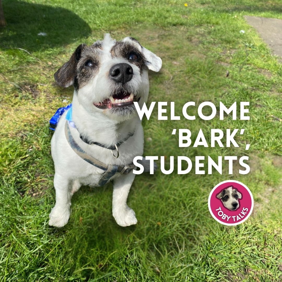kedst's tweet photo. Toby’s been waiting patiently (kind of) to see you all back at King Ed’s! 🏫✨
A big shout-out to our Year 12's currently on study leave — Toby’s sending ALL the luck (and a few slobbery kisses) 📚💬 You’ve got this! 💪

#WelcomeBark #KingEds #TobyTalks #GoodLuckYear12 https://t.co/5bAvbJrKyL
