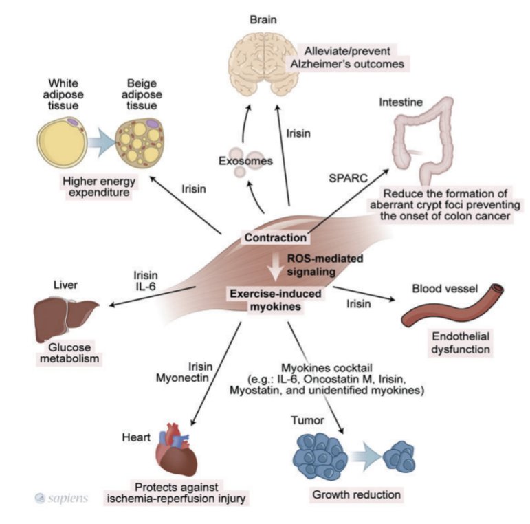 🏋️‍♂️💪 Protective effect of muscle mass on other body tissues 

researchgate.net/publication/33…