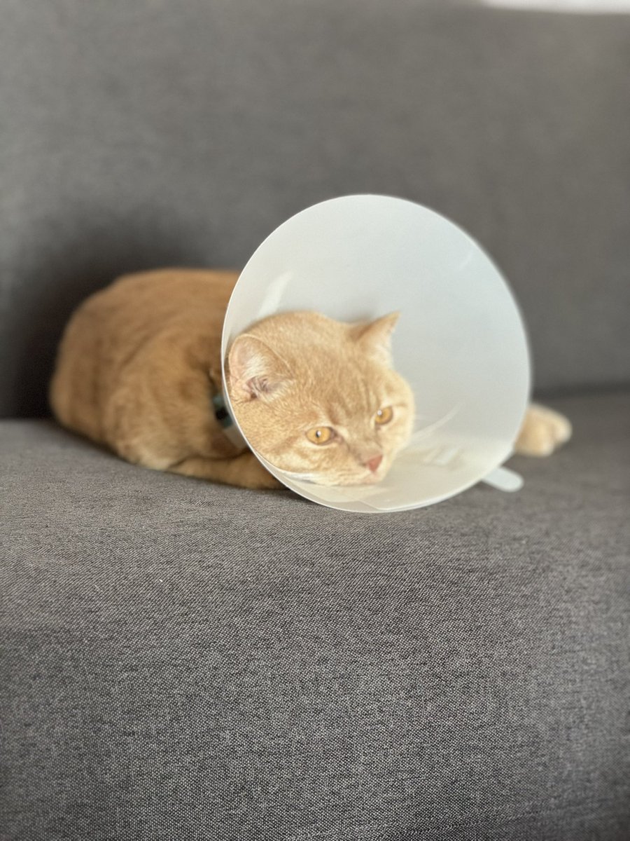 They took my manhood and gave me a lampshade. — Biscuit, probably.

#CatsOnTwitter