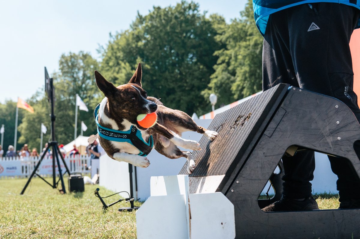 HastingsObs's tweet photo. Early bird saving and much more: Discover a dog lover’s paradise at Goodwood this May, grab your tickets now
#AD @GoodwoodRRC #Goodwoof #Dogs #Dachshunds #EarlyBird
https://t.co/yvaD8TYuAP https://t.co/ZrpdrIKHdW