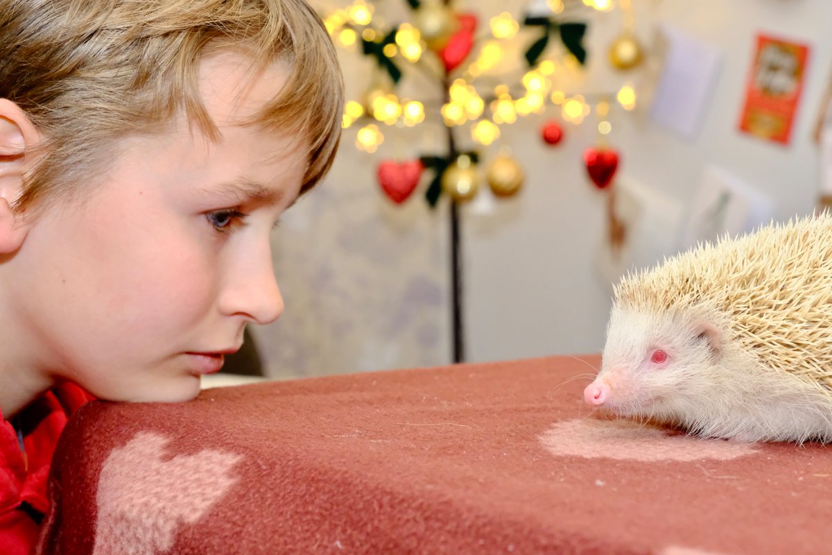 Hugh Warwick (@hedgehoghugh) on Twitter photo Blondes really do have more fun (on Alderney!) change.org/p/help-save-br… #hedgehog <a href="/hedgehogsociety/">Hedgehog Society</a> <a href="/PTES/">People's Trust for Endangered Species</a> Blondes really do have more fun (on Alderney!) change.org/p/help-save-br… #hedgehog <a href="/hedgehogsociety/">Hedgehog Society</a> <a href="/PTES/">People's Trust for Endangered Species</a>