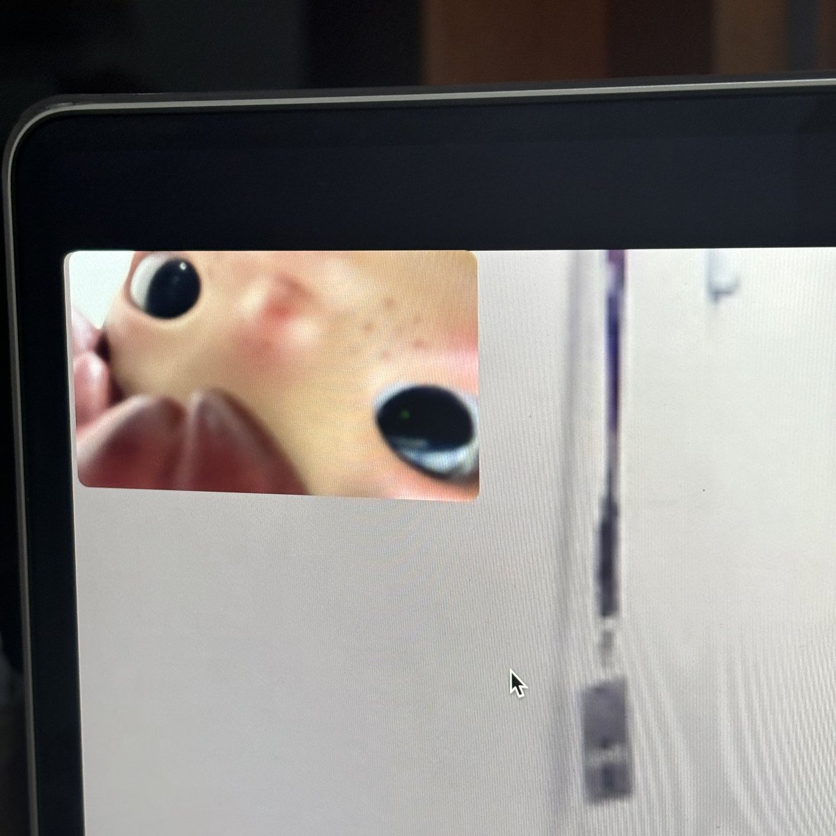 noochobi's tweet photo. peeking👀☎️ https://t.co/ORRSVSOSG0