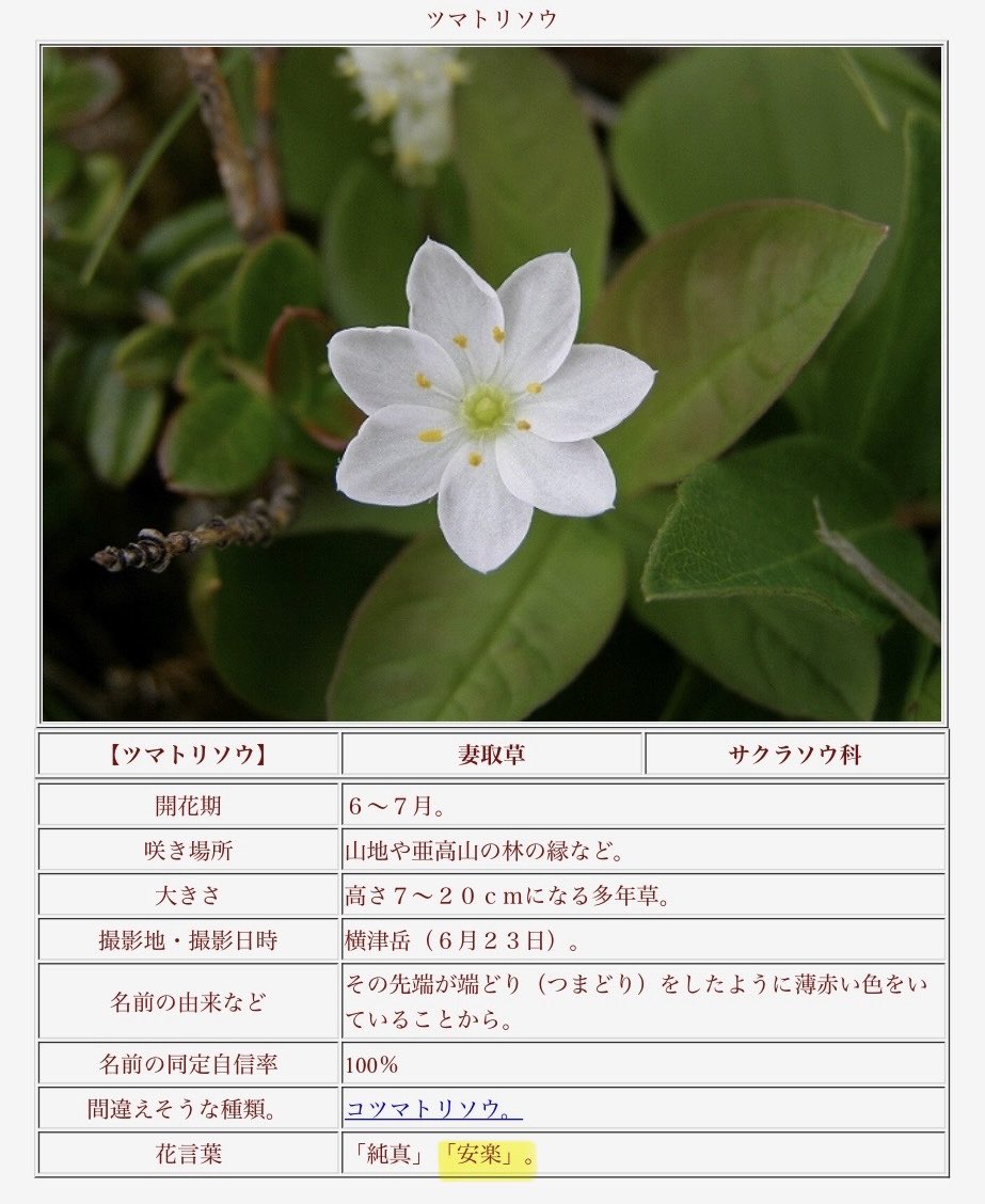 マヒルの花、ツマトリソウ
花言葉「純真｣「安楽｣

花びら7枚の代表格っぽいので多分…