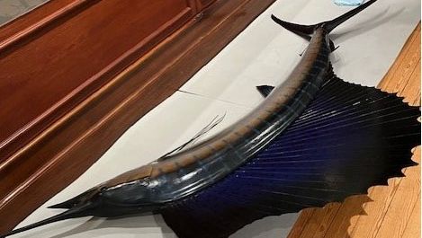 On Mondays when the museum is closed we work in the galleries. Recently we repainted the wall where this beautiful sailfish model usually hangs. Removing it gave us a chance to check out its condition close up.

 #NHMTring #Fish #Sailfish