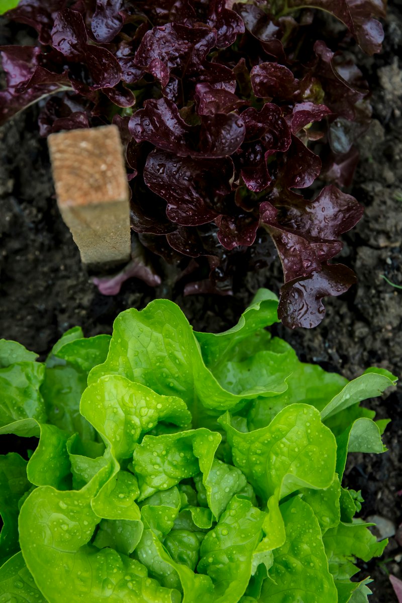 Join us at our upcoming Live Demo: Vegetable Growing for Complete Beginners Part 1!

📅Tuesday 29th April
⏲️2pm
💻on Zoom
🥕Vegetable growing for complete beginners. What to consider -  Seeds, Plug plants etc demystified.
🔗Register now: trellisscotland.org.uk/civicrm-event/…