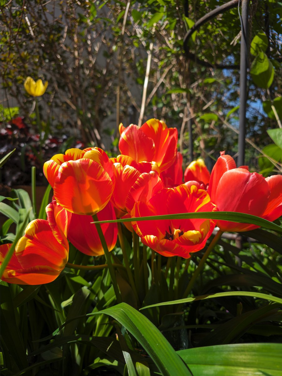Meanwhile in the garden.. #gcam #S23U #ShotonSnapdragon