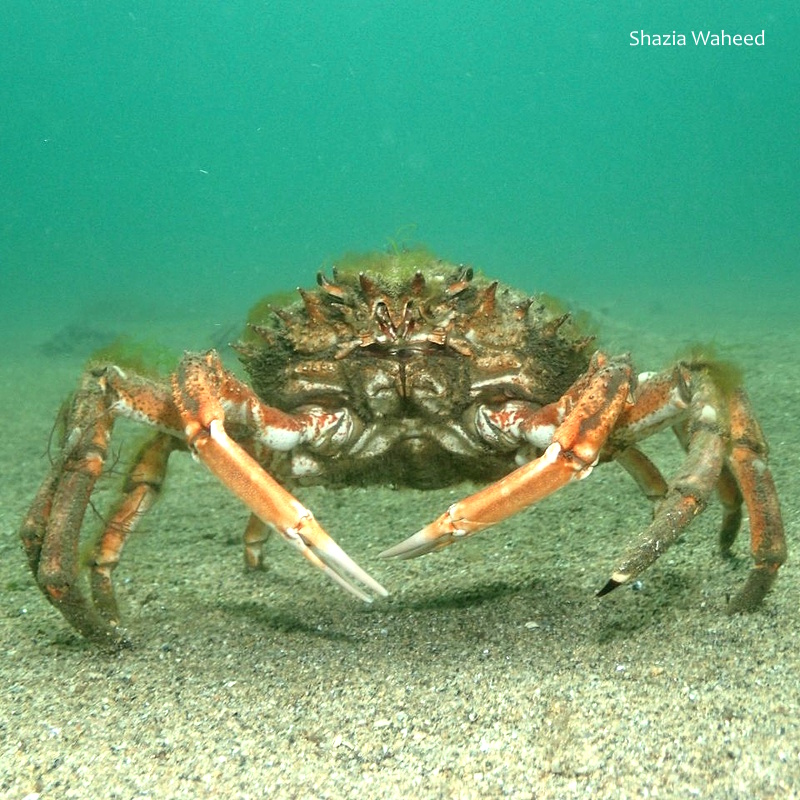 BioDataCentre's tweet image. Top 100 Explore Your Shore! Species #66 - Common Spider Crab / Portán Faoilinne Atlantach / Maja brachydactyla is the largest Irish crab species. Shore: Sandy. Distribution: West &amp;amp; south coasts, fewer records from the east coast. Explore Your Shore! at exploreyourshore.ie
