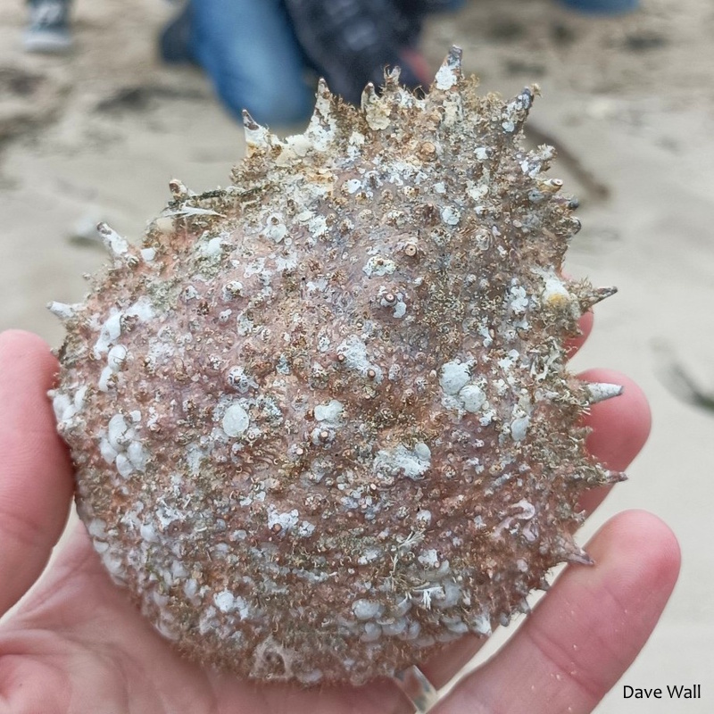 BioDataCentre's tweet image. Top 100 Explore Your Shore! Species #66 - Common Spider Crab / Portán Faoilinne Atlantach / Maja brachydactyla is the largest Irish crab species. Shore: Sandy. Distribution: West &amp;amp; south coasts, fewer records from the east coast. Explore Your Shore! at exploreyourshore.ie