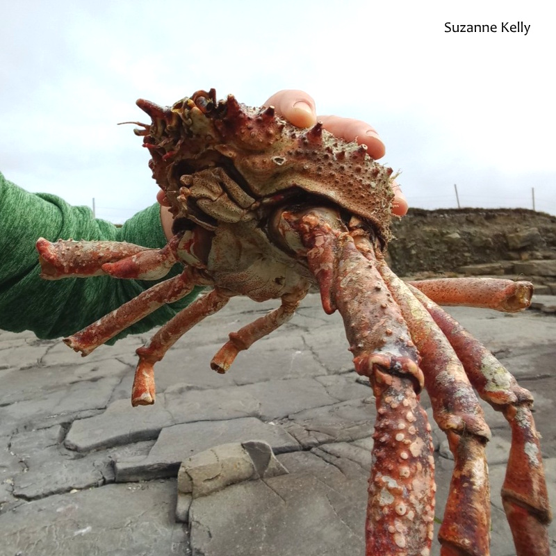 BioDataCentre's tweet image. Top 100 Explore Your Shore! Species #66 - Common Spider Crab / Portán Faoilinne Atlantach / Maja brachydactyla is the largest Irish crab species. Shore: Sandy. Distribution: West &amp;amp; south coasts, fewer records from the east coast. Explore Your Shore! at exploreyourshore.ie