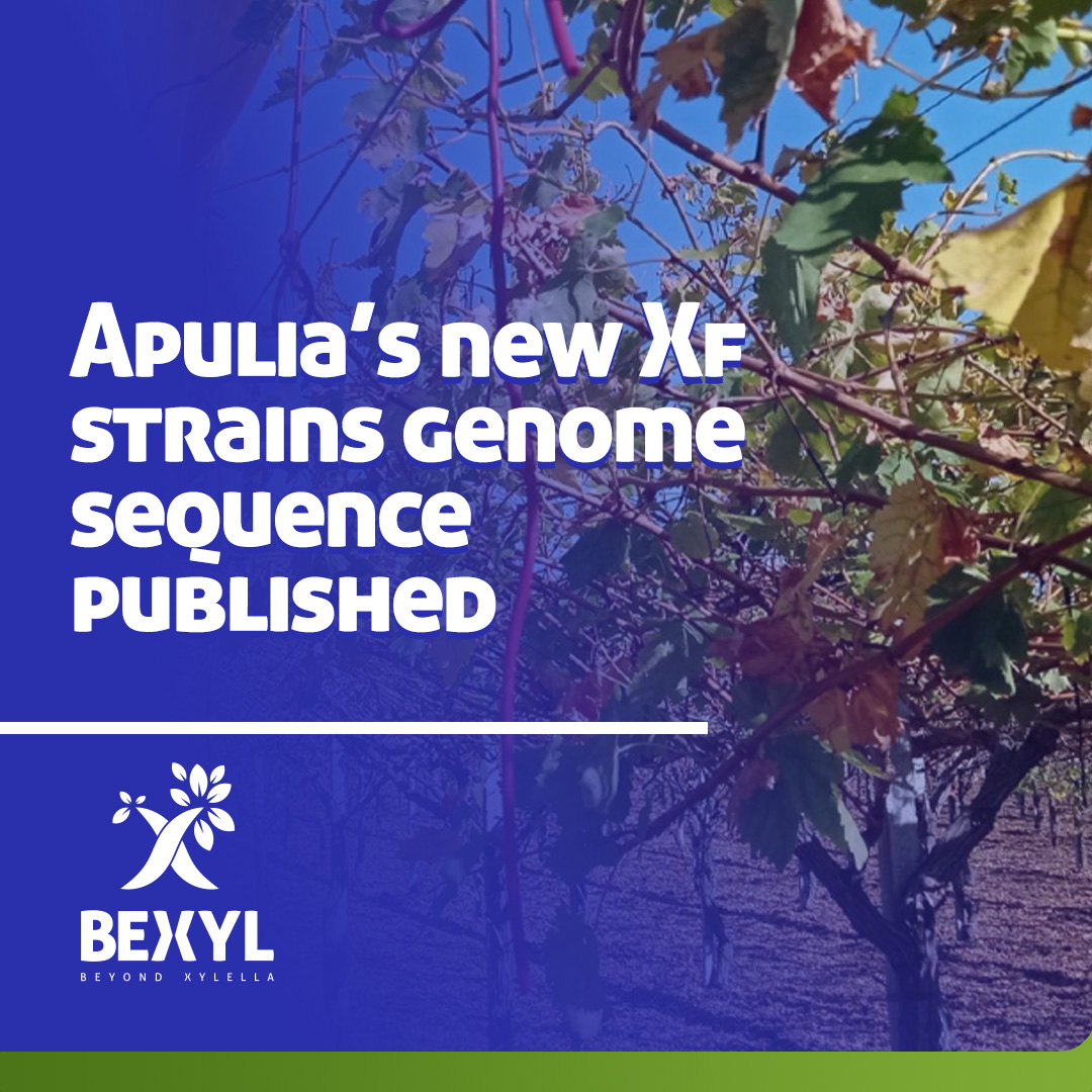 📢 Exciting news from the BeXyl project!
After 1 year from the first identification of Xylella fastidiosa subsp. fastidiosa genotype ST1 in the Apulia region (Italy), we’re proud to announce the publication of the first complete genome sequences for two strains isolated from