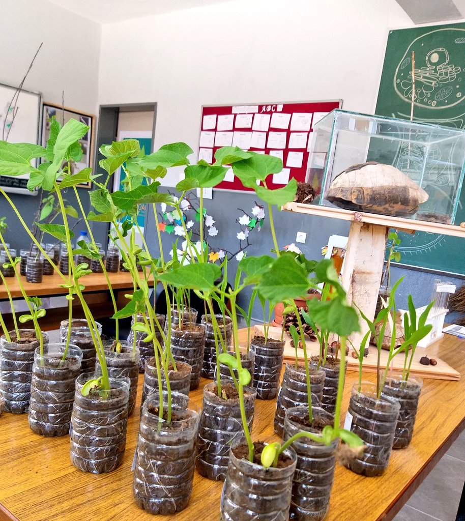 Her yaş grubundan öğrencinin ilgisini toplayan Biyoağ'ımız:
"Öğrenciler Biyoağ'da bilim insanlarının yaptıkları çalışmalardan, canlı biyolojik örneklere; bir tohumun meyveye dönüşümünden, canlıların ekolojiye katkılarına kadar birçok bilgiyi keşfetme fırsatı buluyor." <a href="/Sbycpal15/">Ağlasun Şehit Bayram Yeşil ÇPALisesi</a>