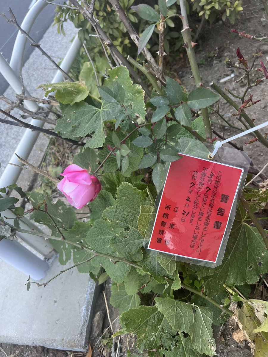 md13x's tweet photo. 日本的公共秩序是很有意思的，在路边花坛种自己的花也不可以，会给一个警告。路过觉得有趣，拍下来了。 https://t.co/5NHtPkBlao