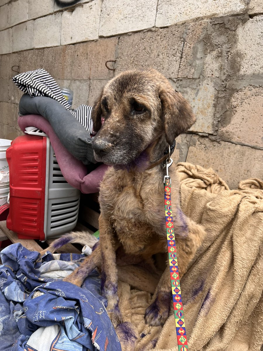 LaraNac0's tweet photo. Lola is suffering from leishmaniasis. We are doing our best in hopes of her survival 💔

Help us continue our hard work by donating any small amount through the link in our bio

Lola's latest updates https://t.co/swLhOmHdCX https://t.co/Ywy2YJ7nhz