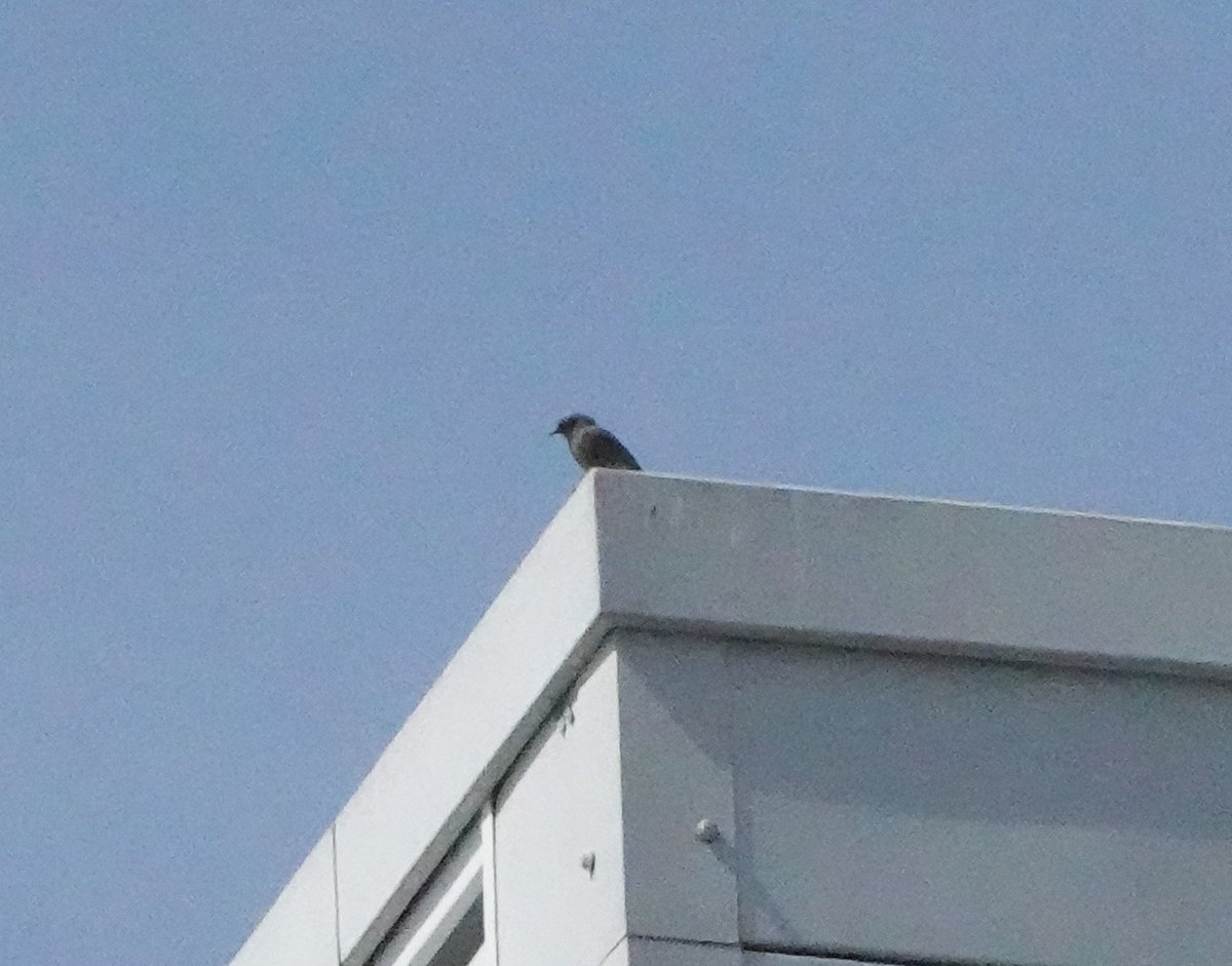John Booth (@mudchuter) on Twitter photo Finally caught a glimpse of the Whitechapel black redstart this morning, perched on the town hall next to the Royal London Hospital. Singing frequently. #londonbirds <a href="/LondonBirdClub/">London Bird Club</a> Finally caught a glimpse of the Whitechapel black redstart this morning, perched on the town hall next to the Royal London Hospital. Singing frequently. #londonbirds <a href="/LondonBirdClub/">London Bird Club</a>
