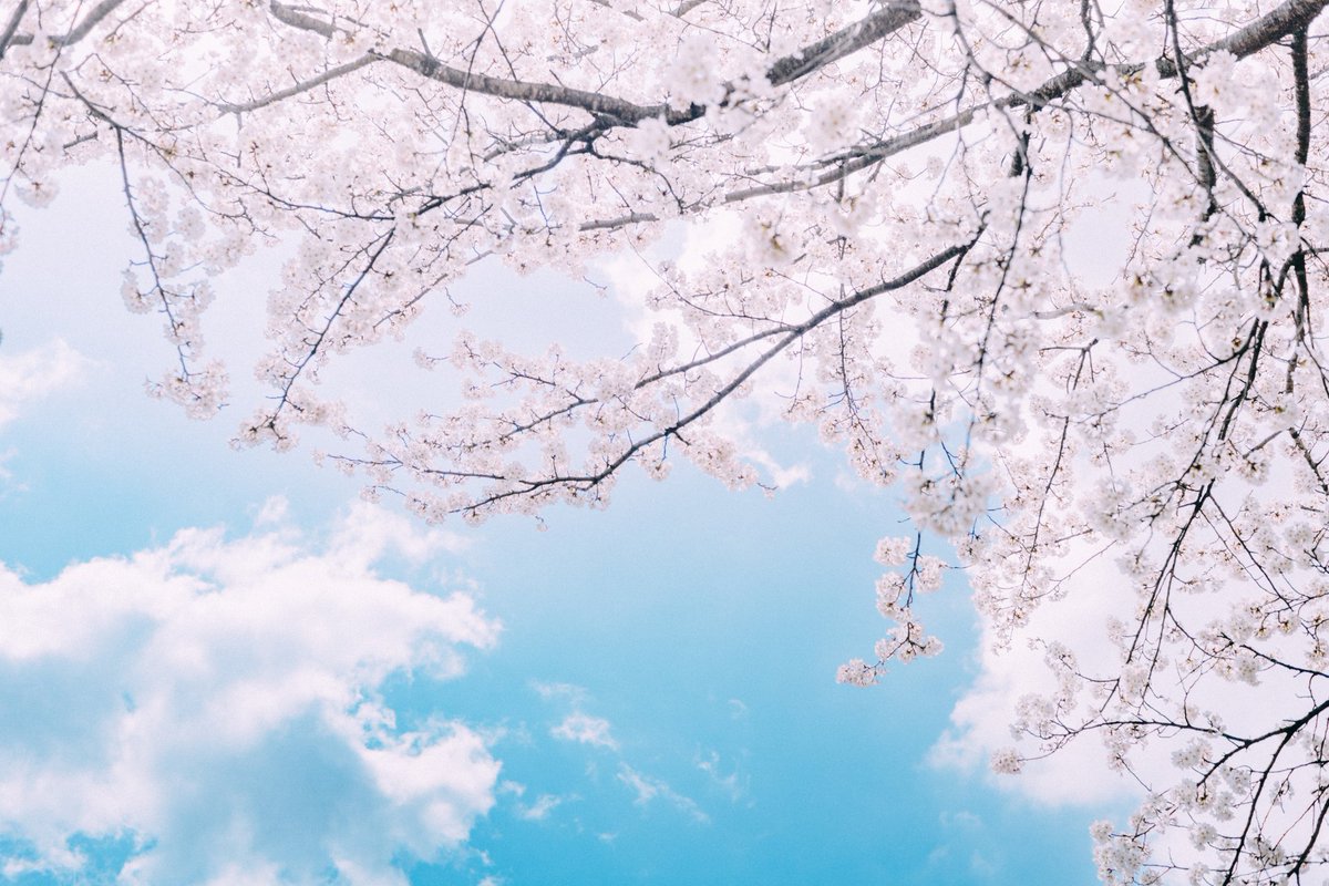 富山の桜も最高に綺麗だった🌸
#tokyocameraclub 
#photography