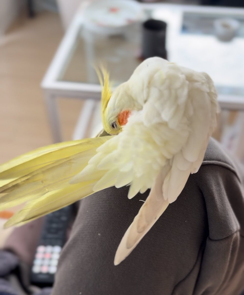 find_bird_vivi's tweet photo. オカメインコを保護してます
私もロストしたばかり。本気で飼い主さんを見つけたいです。警察からの委託で初の保護鳥。どうしたら良いかわかりませんでしたが、様々な方からアドバイス頂き、かなり情報がまとまって来ました。情報公開すると寄せて来る方が居るので個別にご連絡お願いします。 https://t.co/FFk4qwiMuY
