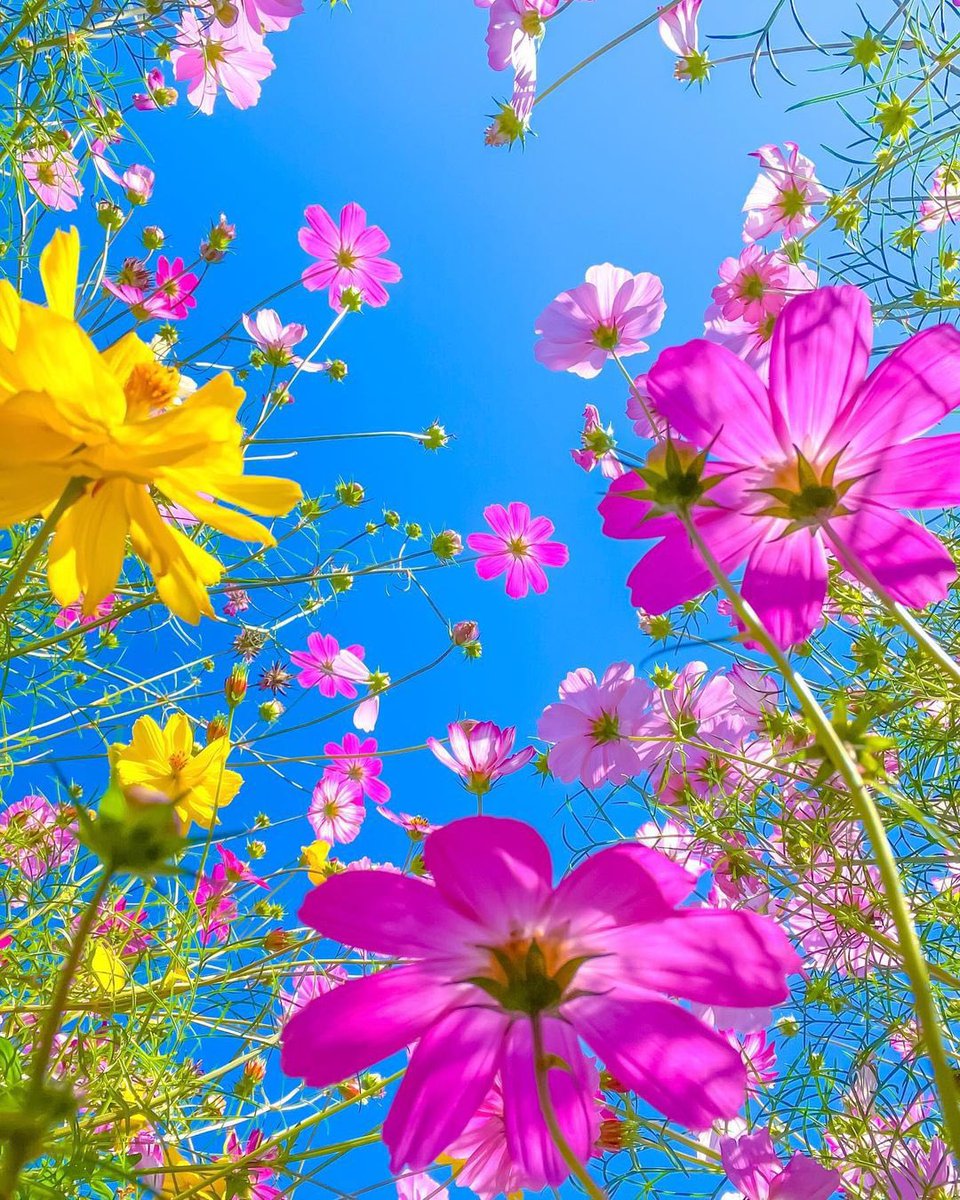 Hello Everyone! 💛 Have a beautiful day  💞🌸💕