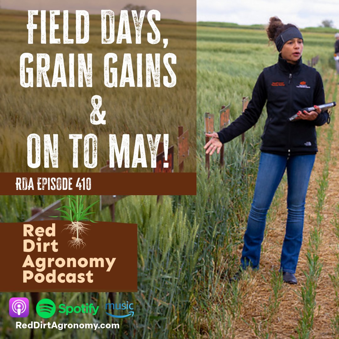 RedDirtAg's tweet image. Wheat seeding rates, fungicide timing, &amp;amp; late planting research from the Chickasha Field Day! 🌾
We talk about it all with @OSU_smallgrains in the latest episode of @RedDirtAg 🎙️

apple.co/4iUvDGV