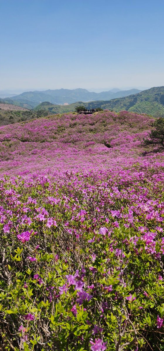 보성 초암산은 올해도 여지없이 
철쭉 바다를 펼쳤습니다.
일림산, 제암산, 지리산 바래봉 철쭉을 
모두 만나려면 이 봄이 짧기만 합니다.