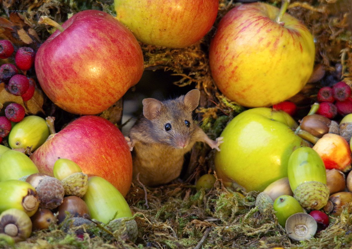 simon_dell_tog's tweet image. stand back apples mouse coming through