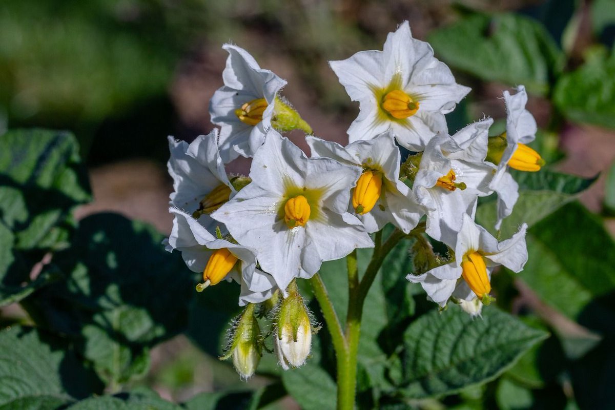 #OpenAccess - Identification of the DEAD-box #gene family and expression analysis of abiotic #stress in #potatoes.
To read this new article in JHSB 100:3, visit: doi.org/10.1080/146203…

#Bioinformatics #Potato #Solanum