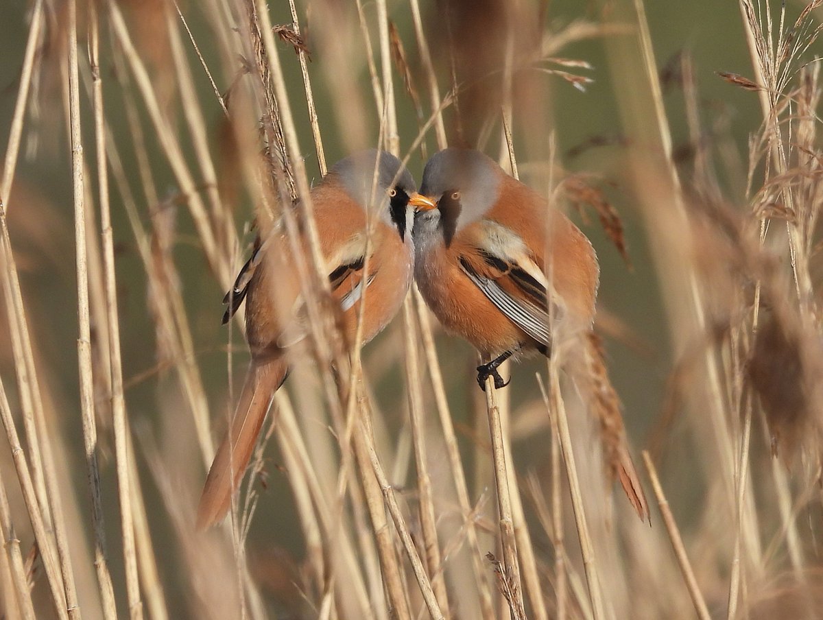 Surveying Bearded Tits today &amp; surprised to find 5+ ♂️ sitting very close together in one location. Birds would fly off in variety of directions b4 returning to same area. No food carrying noted. Could it be that ♀️ on eggs &amp; ♂️ without purpose socialising? Any other thoughts?