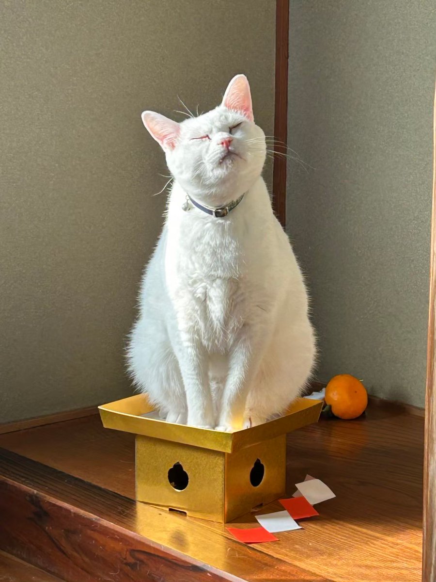 Gessho_K25086's tweet photo. 「我こそが鏡餅である」と主張するねこ https://t.co/isTwz9LD36