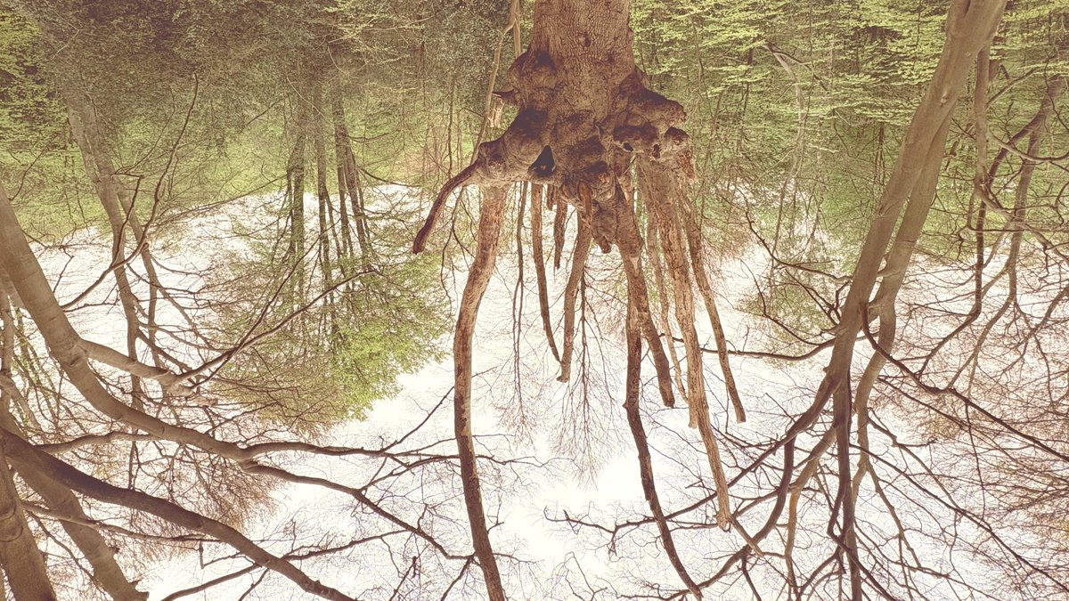 We invite you for a walk in Epping Forest with Kamila Wielebska, art historian, actress and comedian. Dark tales and sinister historical facts included! <a href="/KamilaWielebska/">Kamila Wielebska</a> <a href="/EppingForestHT/">Epping Forest Heritage Trust</a>