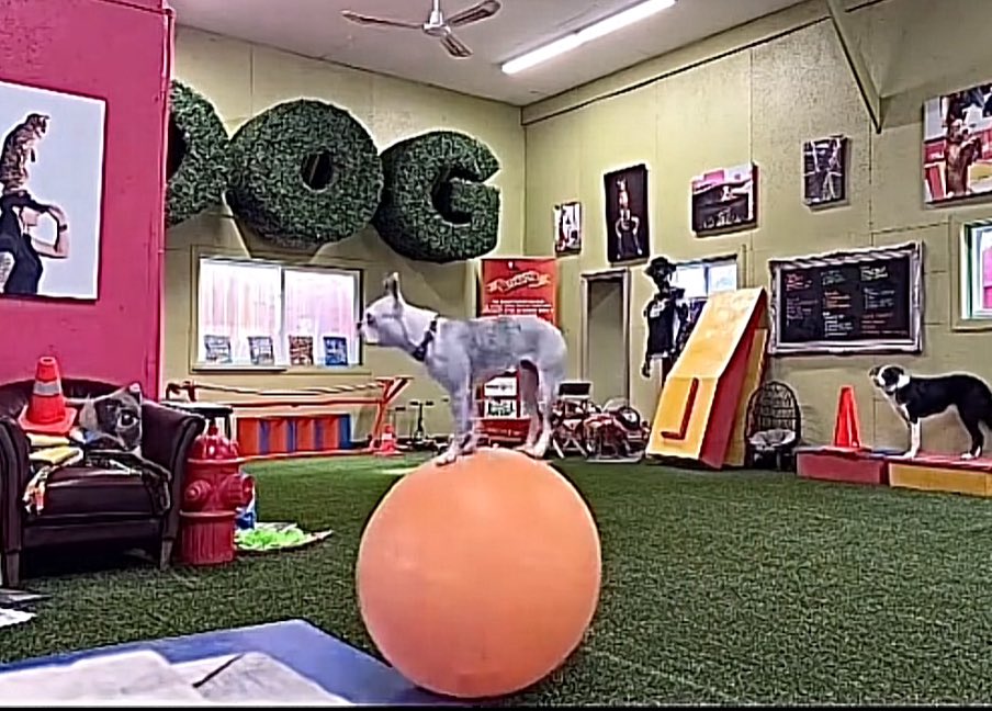 Alexnft11's tweet image. $DOB is rolling into the memecoin arena - don’t miss the ride! 

cn8kzEEXBUVUtoPV21dSwDXwc16BFs286N2XyrRbonk