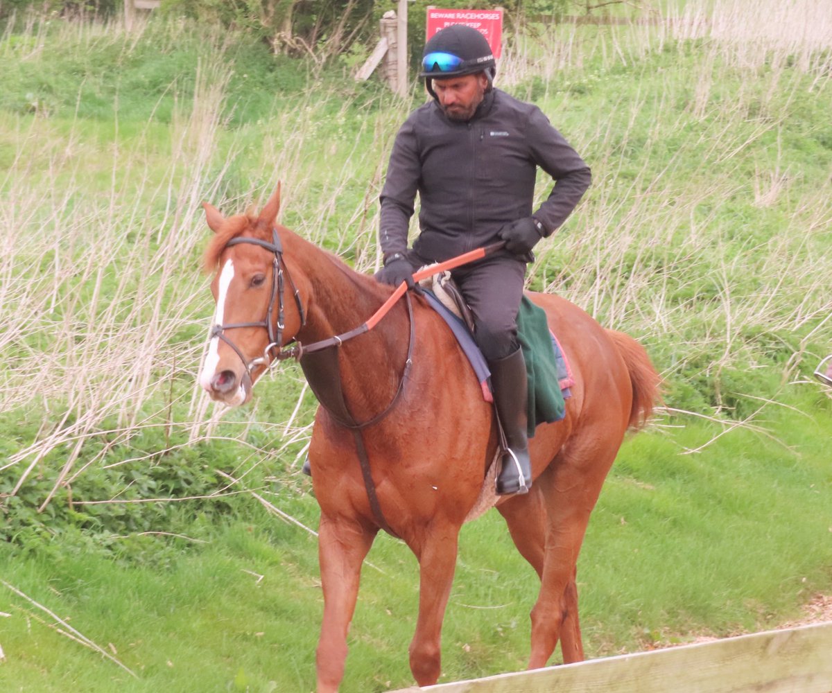 Summerdown1997's tweet photo. SURREY FIRE (Masar x Sweet Selection) is set to make his seasonal reappearance in the 3.15 from @LingfieldPark this afternoon!

Let’s hope he can go well for connections @SurreyRacing! 🔵🟡

@Rossaryan15 takes the ride! 💪🏼

#SummerdownStables
#SurreyFire https://t.co/6yUmULAyay